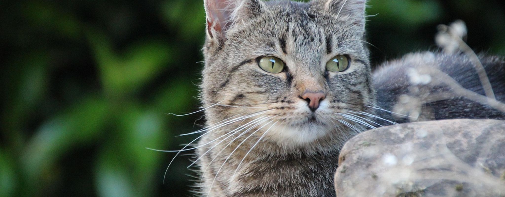 Katėms - Kelionėms